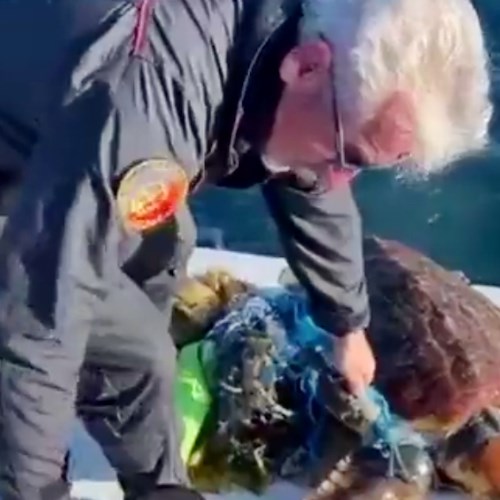 Intrappolata tra rifiuti di plastica, Caretta Caretta di 30 kg salvata nelle acque di Favignana