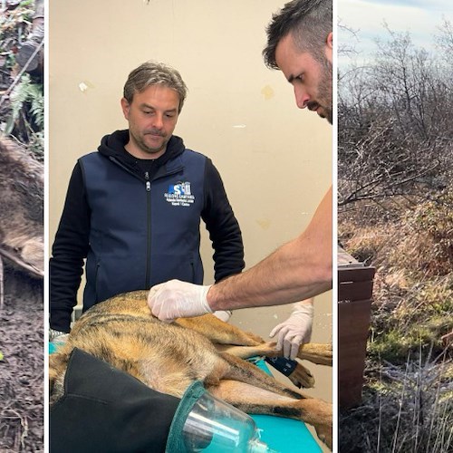 Intrappolato in un laccio metallico, giovane lupo gravemente ferito nel Salernitano: rimesso in libertà dopo le cure<br />&copy; ASL Napoli 1 Centro