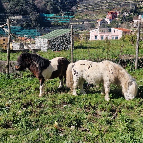 Johnny e Jerome salvati dall'ENPA Costa d'Amalfi: ora faranno parte della fattoria didattica<br />&copy; ENPA odv sez.Costa d'Amalfi