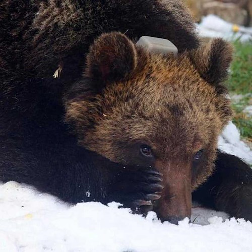 L'Abruzzo dice addio al suo simbolo, l'orso Juan Carrito è morto investito da un'auto 
