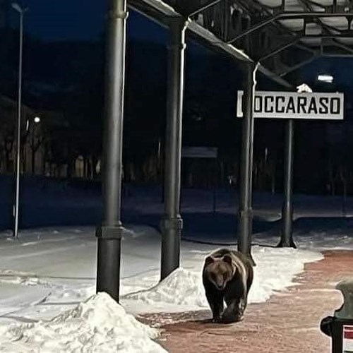 L'Abruzzo dice addio al suo simbolo, l'orso Juan Carrito è morto investito da un'auto 
