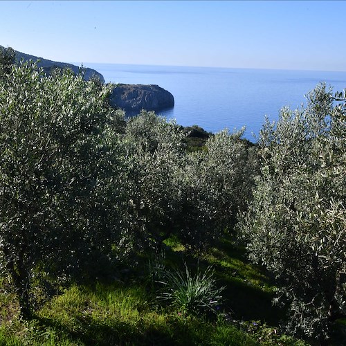 "L'Oro di Capri", l'extravergine dell'isola sarà in vetrina alla fiera "Olio Capitale" di Trieste 