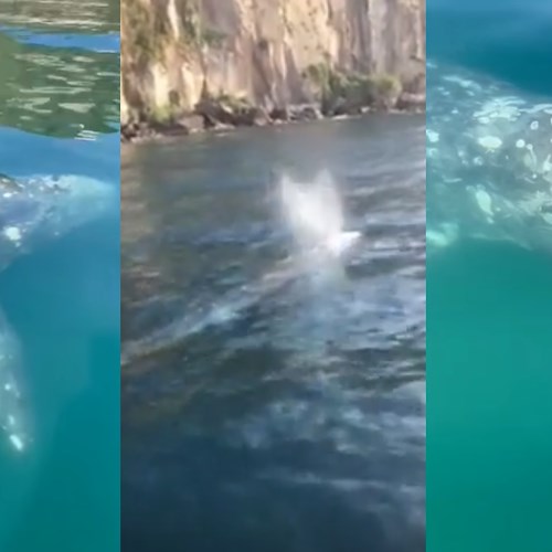 La balena grigia "di Ponza" saluta Punta Campanella: migrazione incredibile dal Pacifico. Effetto dei cambiamenti climatici?