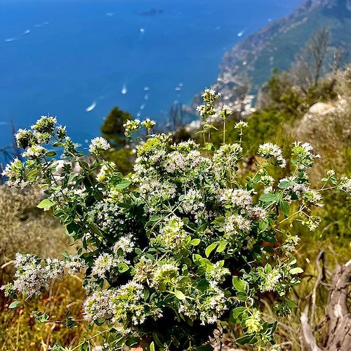 La Chiesa ricorda San Giovanni Eudes. Meteo: nuvolosità variabile. Good Morning Amalficoast