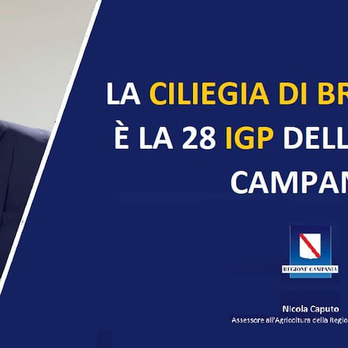 La Ciliegia di Bracigliano è ufficialmente IGP: riconoscimento gratifica anche Salerno e Cava de' Tirreni 