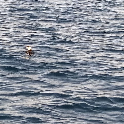 La Gazza Marina a Punta Campanella, mancava da quasi 100 anni nel Golfo di Napoli