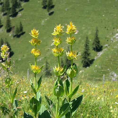 La genziana, il tonico naturale dei pascoli montani