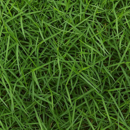La gramigna, il rimedio naturale che purifica e rigenera