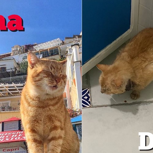 La storia di Hope, la mascotte felina in spiaggia a Positano: aiutiamo i volontari a salvarlo!