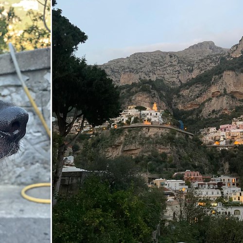 La storia di "Lu lù", il cane mascotte alla Garitta che soffre la solitudine per colpa del Coronavirus /Foto
