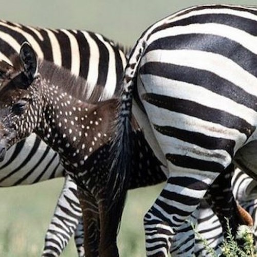 La "zebra a pois" di Mina esiste davvero; in Kenya un esemplare dal manto nero e puntini bianchi