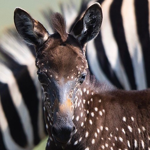 La "zebra a pois" di Mina esiste davvero; in Kenya un esemplare dal manto nero e puntini bianchi