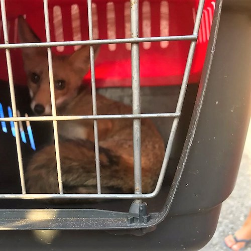 Liberata la volpe rossa dopo un mese dal suo ritrovamento [Foto e Video]