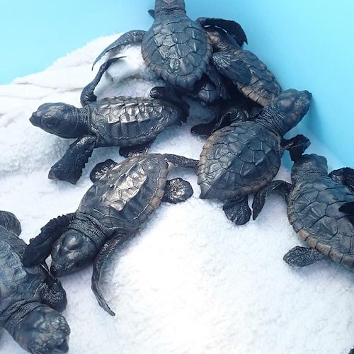Liberate in mare le tartarughe nate a Meta di Sorrento, gli esperti: «Evento eccezionale!»