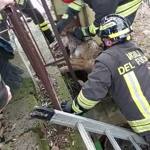 Lupo rischia di annegare in un corso d'acqua a Verona, salvato dai vigili del fuoco 