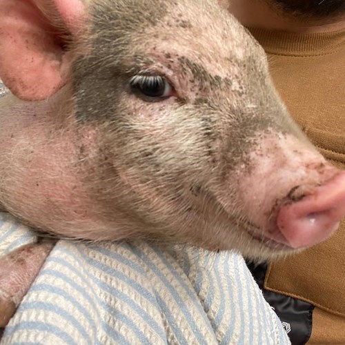 Maialino in fuga sull'Amalfitana: salvato da un volontario ENPA