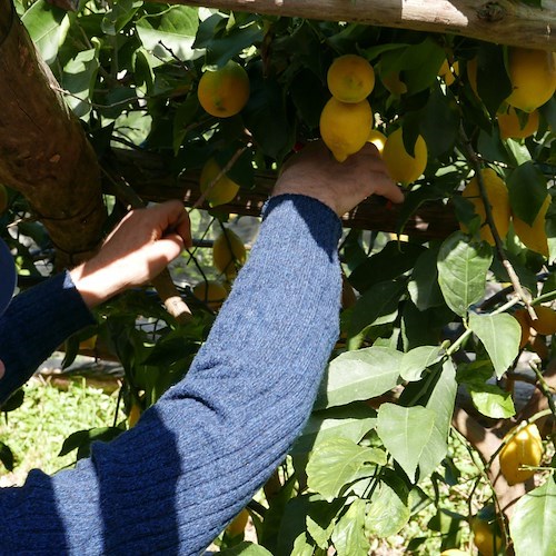 Mal secco minaccia la produzione di Limoni IGP Costa d'Amalfi: 9 milioni di euro stanziati per la ricerca e la difesa