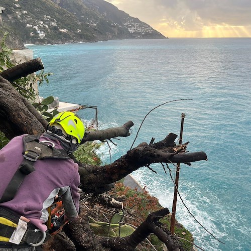 Maltempo a Positano, pianta si abbatte e rischia di cadere sulla strada: l'intervento della ditta di Fabio Fusco<br />&copy; Fabio Fusco
