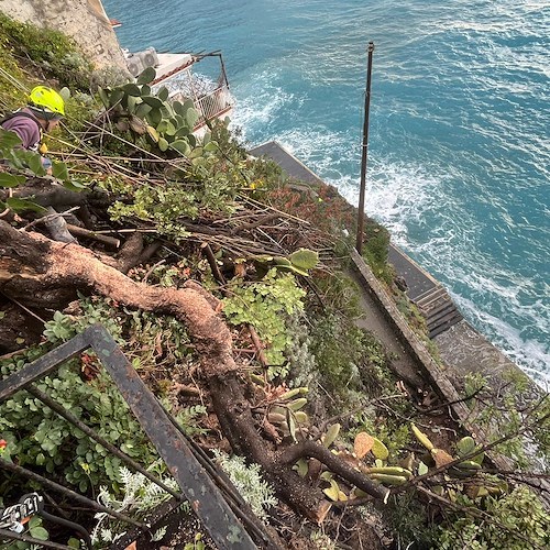Maltempo a Positano, pianta si abbatte e rischia di cadere sulla strada: l'intervento della ditta di Fabio Fusco<br />&copy; Fabio Fusco