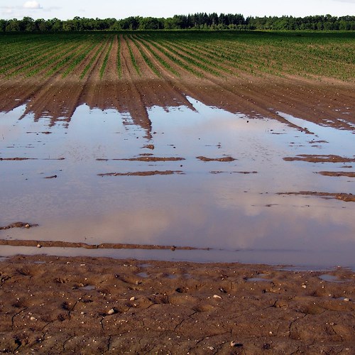 Marche, Coldiretti: "Milioni di danni per l'agricoltura"