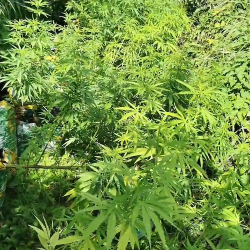 Marijuana tra le piante di mais: arrestato un coltivatore