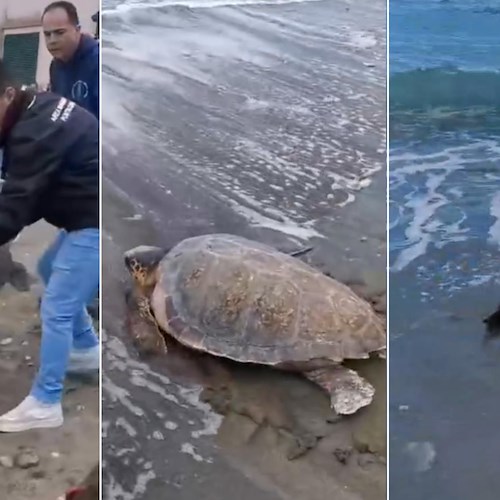 liberate 3 tartarughe nel mare di Punta Campanella<br />&copy; Area Marina Punta Campanella