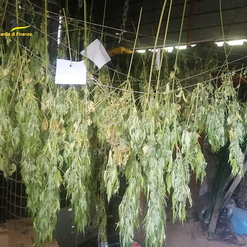 Mercato San Severino, sequestrate oltre 300 piante di marijuana e circa 4 chili di hashish: un arresto