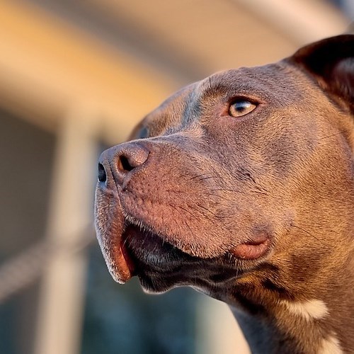 Pitbull<br />&copy; stevedimatteo