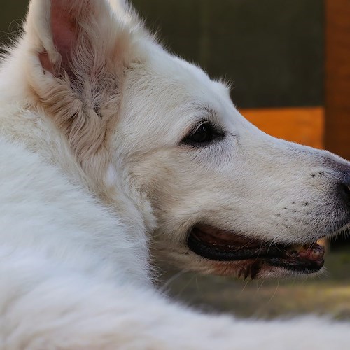 Monte Faito, branco di cani fa irruzione in un ristorante durante il pranzo di Natale: clienti in fuga 