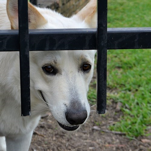 Monte Faito, branco di cani fa irruzione in un ristorante durante il pranzo di Natale: clienti in fuga 