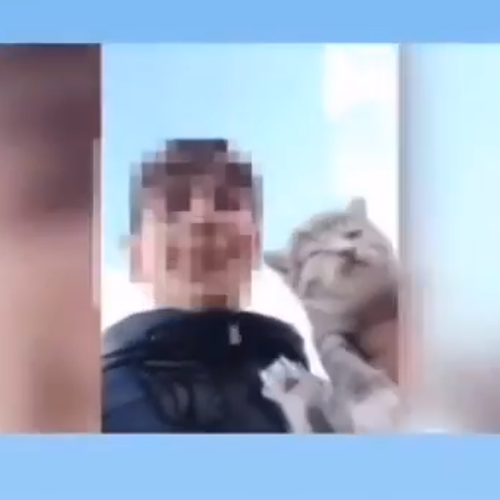 Montefusco, ragazzo lancia gattino da scarpata e riprende tutto in video. Borrelli: «Episodio inaccettabile»