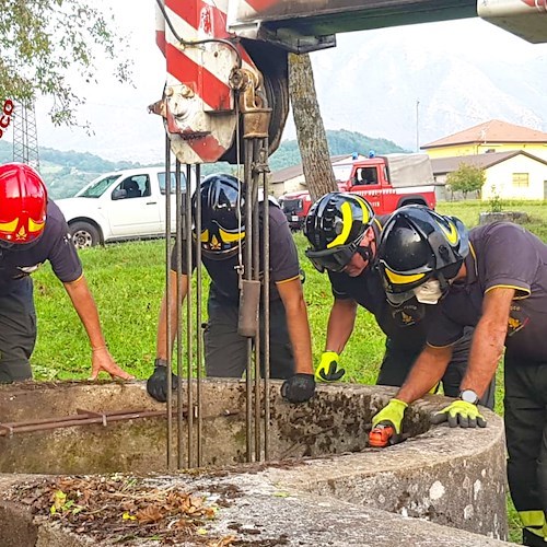 Montella, mucca finisce in un pozzo: salvata dai vigili del fuoco con autogru 