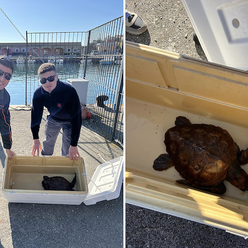 Moribonda nelle acque di Marina di Camerota, salvata tartaruga Caretta Caretta 