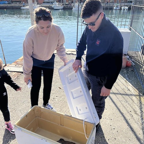 Moribonda nelle acque di Marina di Camerota, salvata tartaruga Caretta Caretta 