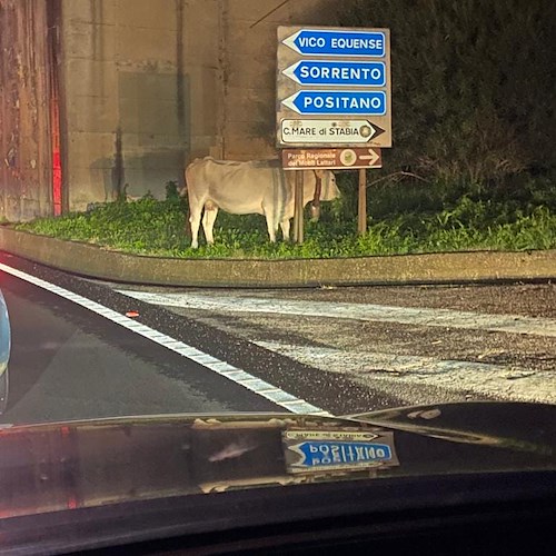 Mucche in strada tra Castellammare di Stabia e Sorrento, già due segnalazioni in pochi giorni <br />&copy; " Charly 57 "
