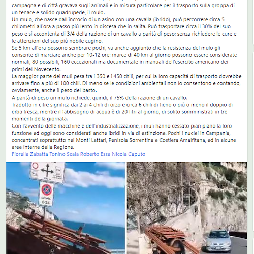 Mulo carico di materiali edili ad Amalfi, prof. Peretti: «Non è sfruttamento, grazie agli allevatori che lo tengono in vita»