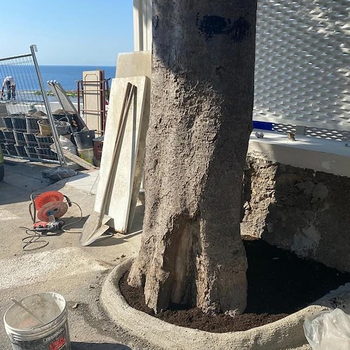 Muratori sversano cemento residuo alla base di un albero in Via Pasitea, giardiniere rimedia al danno 