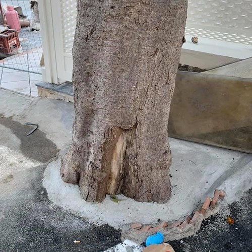 Muratori sversano cemento residuo alla base di un albero in Via Pasitea, giardiniere rimedia al danno 