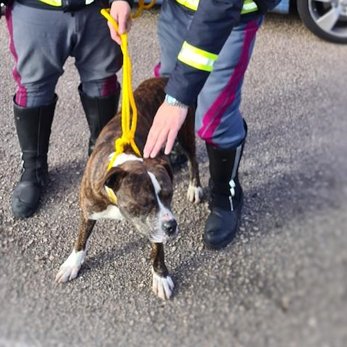 Napoli, cane solo e spaventato sull'autostrada A1: gli agenti fermano il traffico e lo salvano