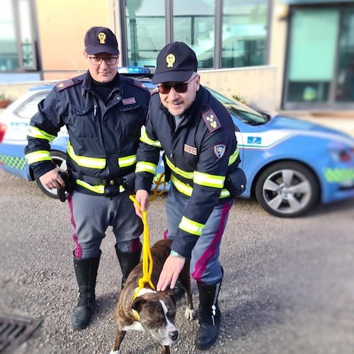 Napoli, cane solo e spaventato sull'autostrada A1: gli agenti fermano il traffico e lo salvano