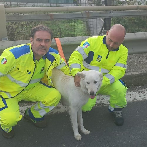 Napoli, cane vagante salvato sulla strada statale 162dir: si cerca il proprietario <br />&copy; Anas