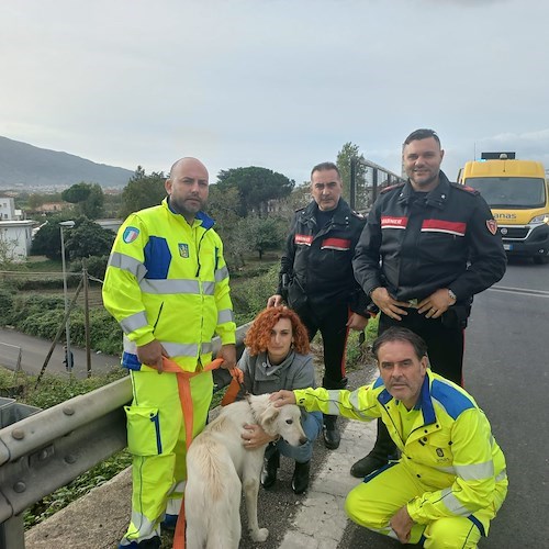 Napoli, cane vagante salvato sulla strada statale 162dir: si cerca il proprietario <br />&copy; Anas