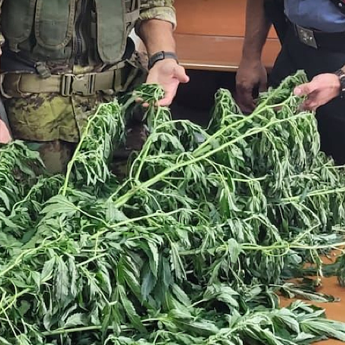 Nascondeva piantagione di cannabis sui Monti Lattari, arrestato 47enne 