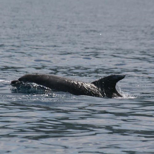 Nasse al posto delle reti, ecco come l'Amp Punta Campanella vuole tutelare delfini e pesca artigianale