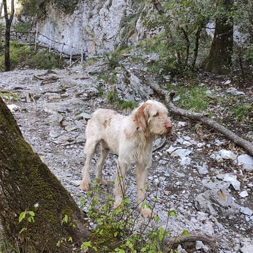 "Nico" il cane disperso ieri sulle montagne di Maiori è stato ritrovato a Cava: il potere dei social /foto