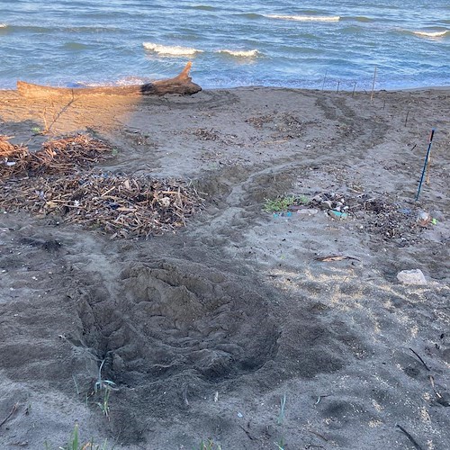 Nido di Caretta Caretta sulla spiaggia di Eboli, è il primo del 2023 registrato nel Salernitano