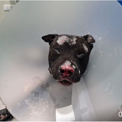Orrore a Palermo, lega il cane ad un palo e gli dà fuoco sotto gli occhi dei passanti<br />&copy; Salvatore Libero Barone