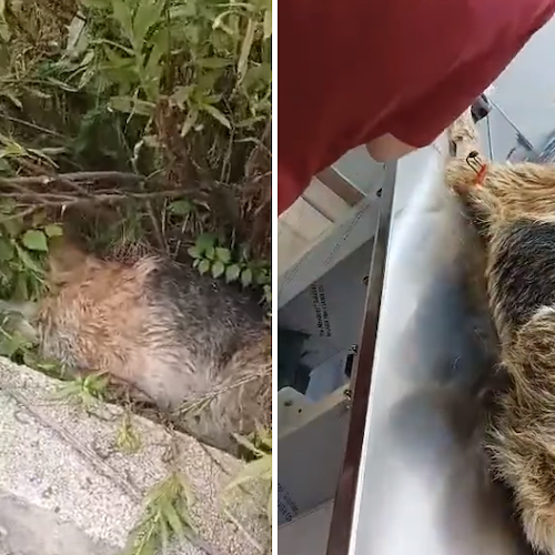 Orrore nel Casertano, cane sparato e gettato nei canali di scolo: non ce l’ha fatta