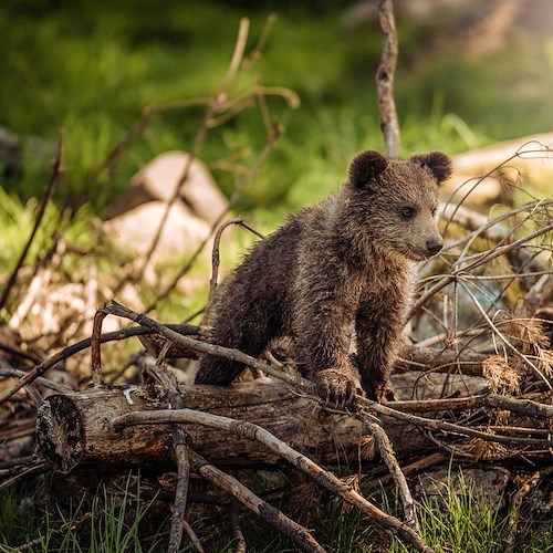 Orsa Jj4 catturata in Trentino, quale destino per i tre cuccioli? 
