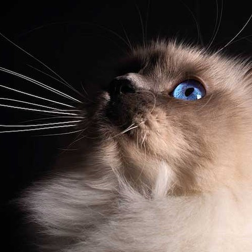 "Paestum Cat Show", dal 30 aprile al 1° maggio la prima esposizione internazionale felina 